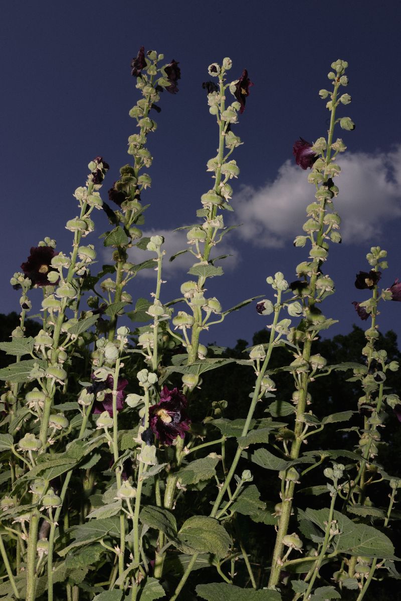 © Thea - Allotment hollyhocks
