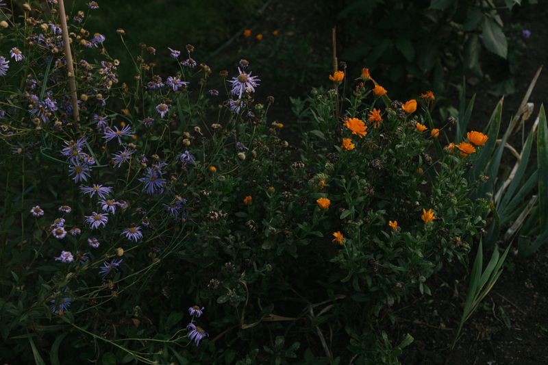 © Thea - Nocturnal flowers