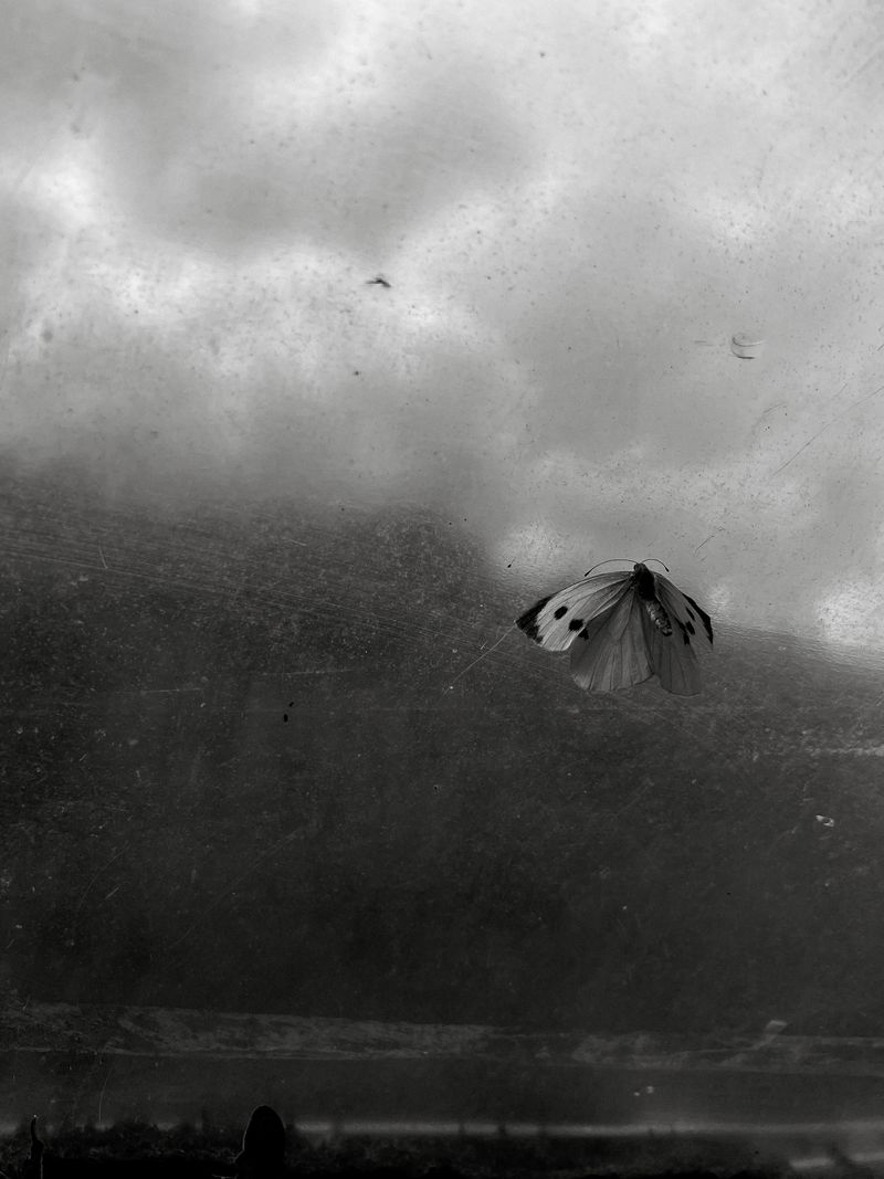 © Thea - Butterfly, found trapped inside the polytunnel at my allotment.