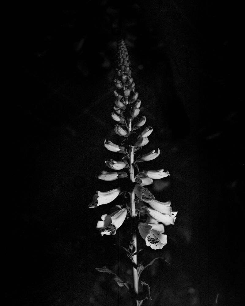 © Thea - Foxglove
