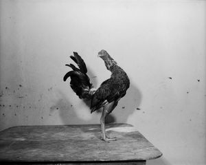 Cocks