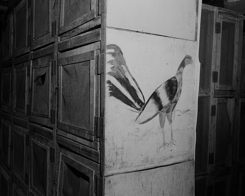 © Tony Chirinos - Image from the Cocks photography project
