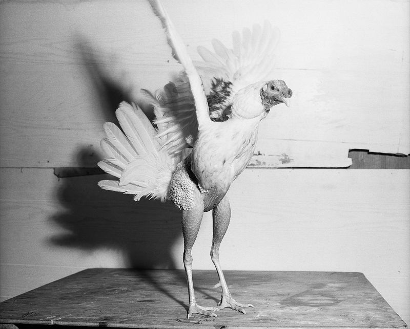 © Tony Chirinos - Image from the Cocks photography project