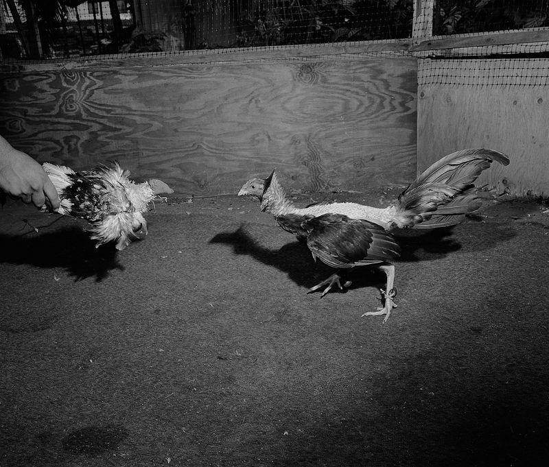 © Tony Chirinos - Image from the Cocks photography project