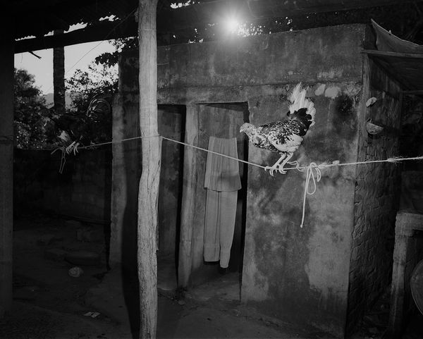 © Tony Chirinos - Image from the Cocks photography project
