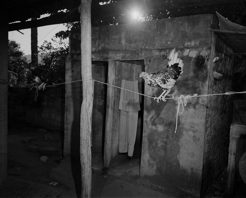 © Tony Chirinos - Image from the Cocks photography project