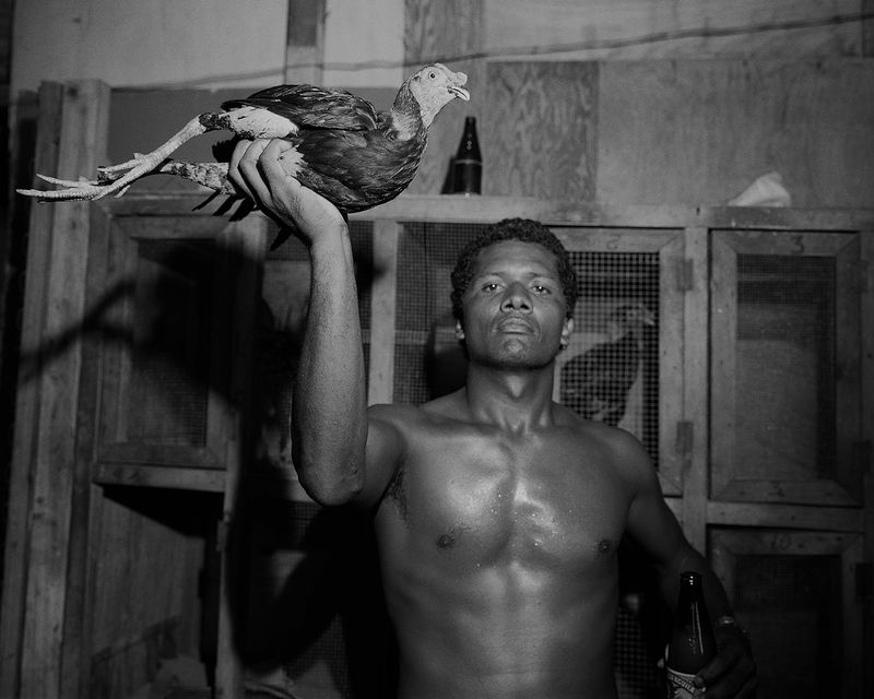 © Tony Chirinos - Image from the Cocks photography project