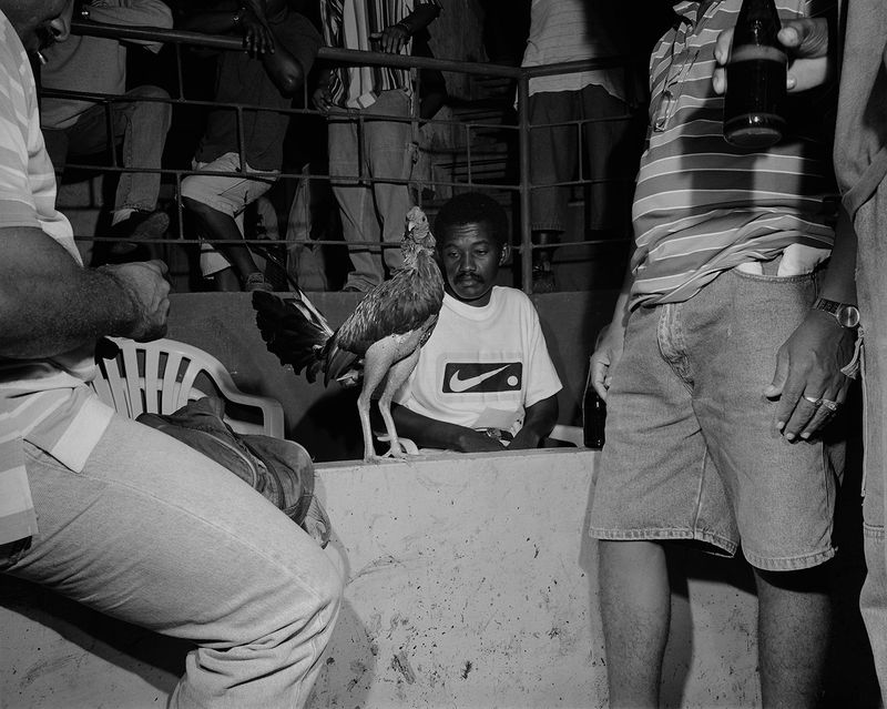 © Tony Chirinos - Image from the Cocks photography project