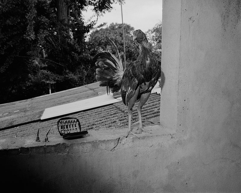 © Tony Chirinos - Image from the Cocks photography project