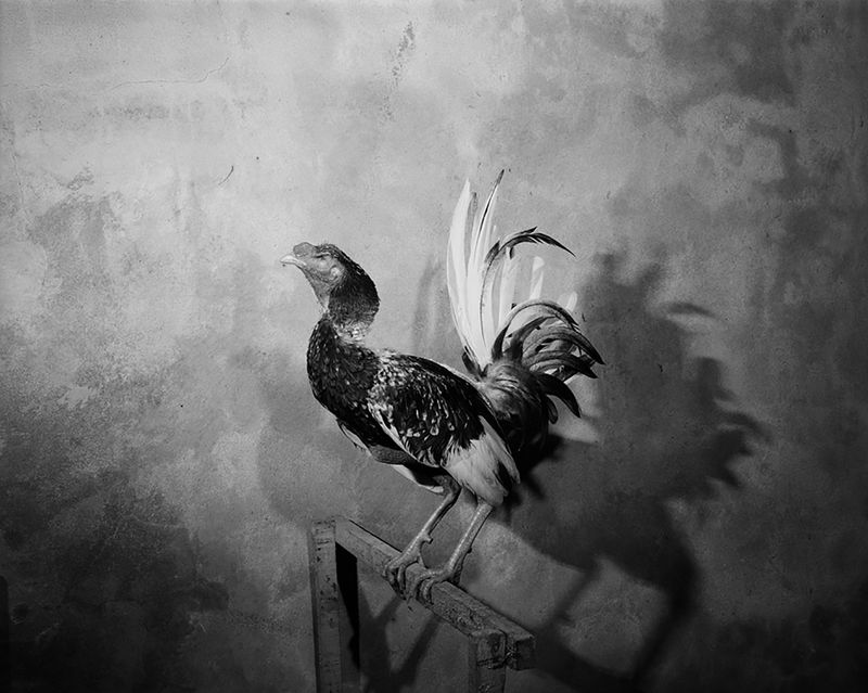 © Tony Chirinos - Image from the Cocks photography project