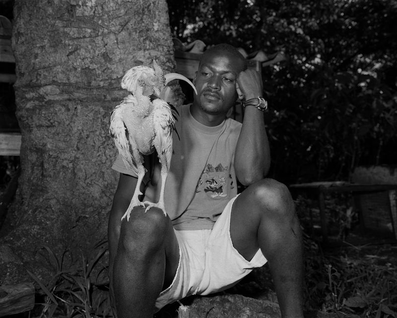 © Tony Chirinos - Image from the Cocks photography project