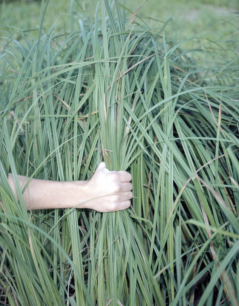 © Paula Malinowska - Image from the WUNDERBAUM photography project