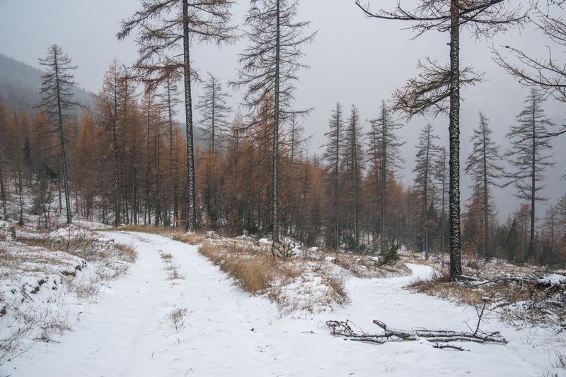 © Rose Lecat - Two paths are offered to cross the snowy mountains, one is blocked by branches. Montgenèvre, France, November 19, 2018.