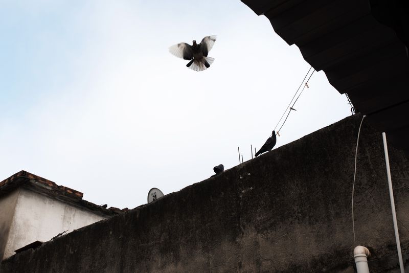 © Sabine van Wechem - Pigeons on the rooftops in the favela.