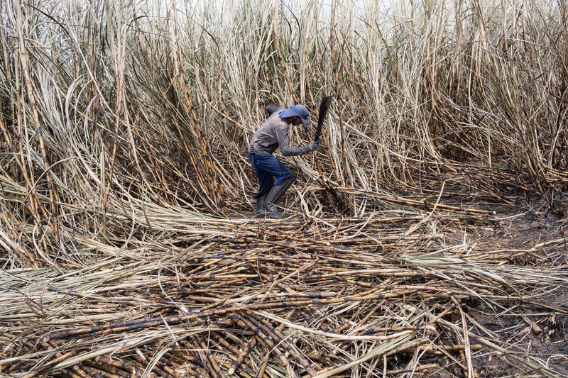 © Sabine van Wechem - Image from the Agridoce photography project