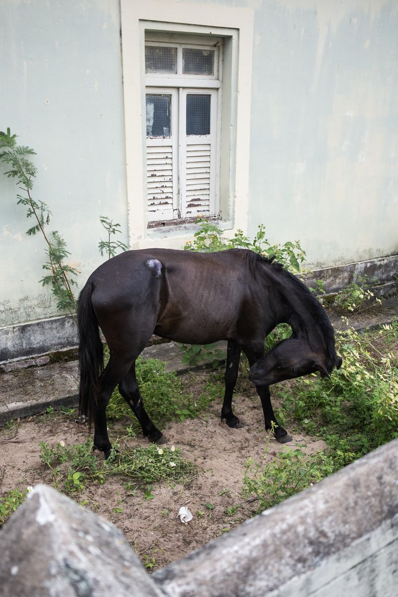 © Sabine van Wechem - This horse has his own house and garden in downtown Tacaratu.