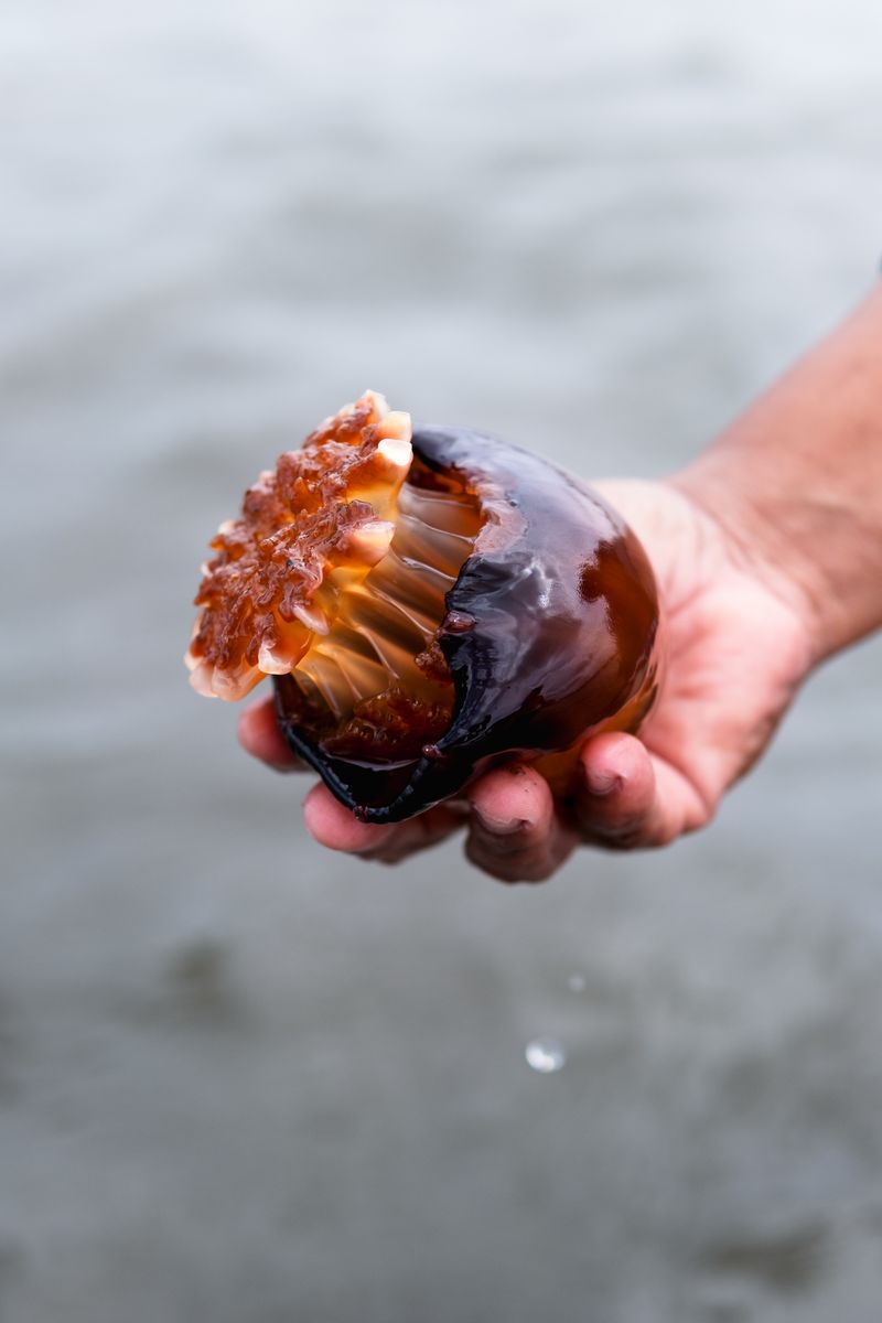 © Sabine van Wechem - A jellyfish nicknamed “Onion”.