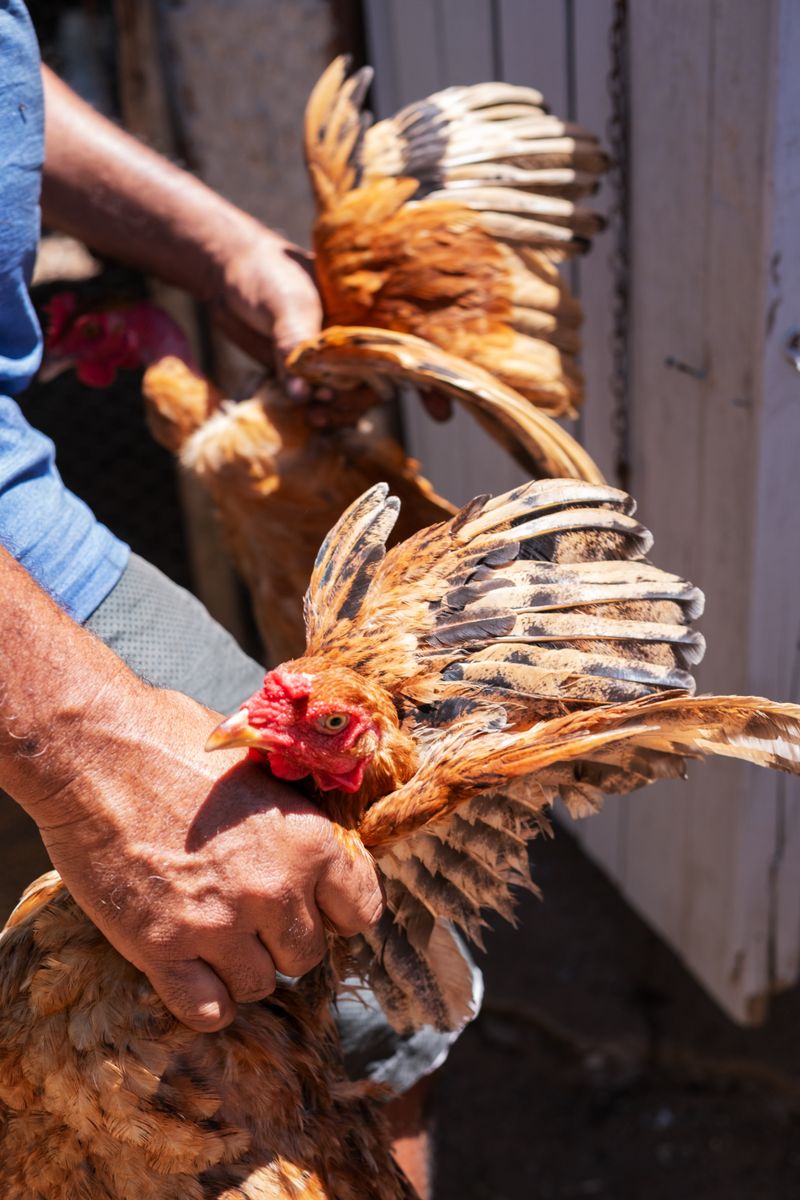 © Sabine van Wechem - The chickens are caught and taken to their shelter on the family land.