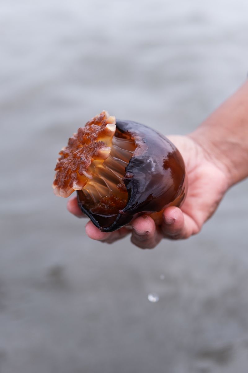 © Sabine van Wechem - A jellyfish nicknamed “Onion.”