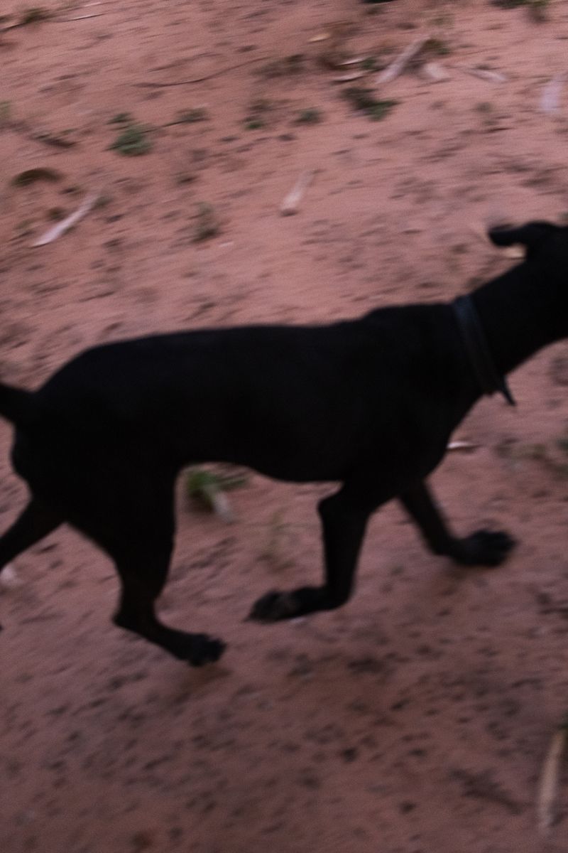 © Sabine van Wechem - The dog is running over the land.