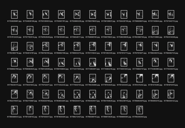 © Gene Chen - Sandwich Biscuit - FG