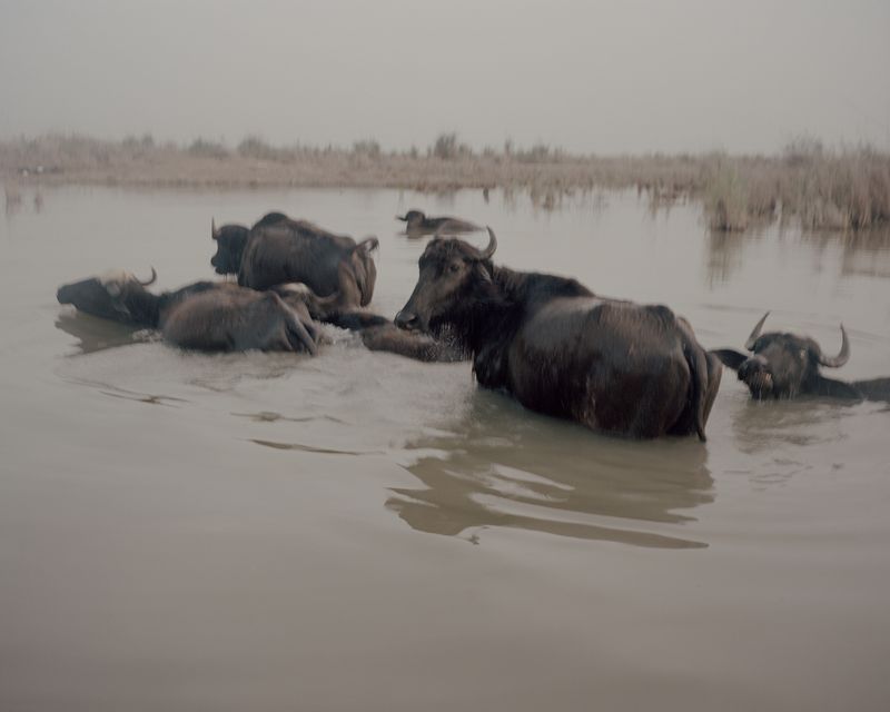 © Magnus Hove Johansson - It is not uncommon to see dead buffalos floating in the water in the marshes. Dead from lack of clean water and food.