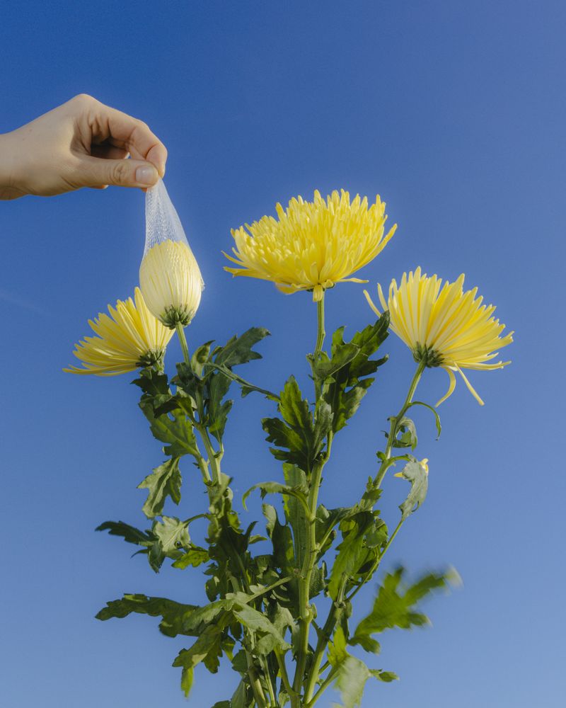 © Anh Nguyen - Image from the The Kitchen God Series photography project