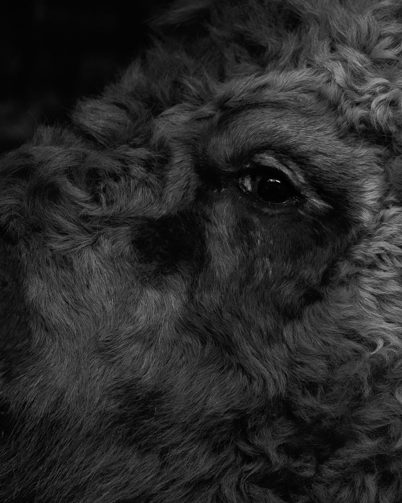 © Chiara Francesca Rizzuti - Image from the Y photography project