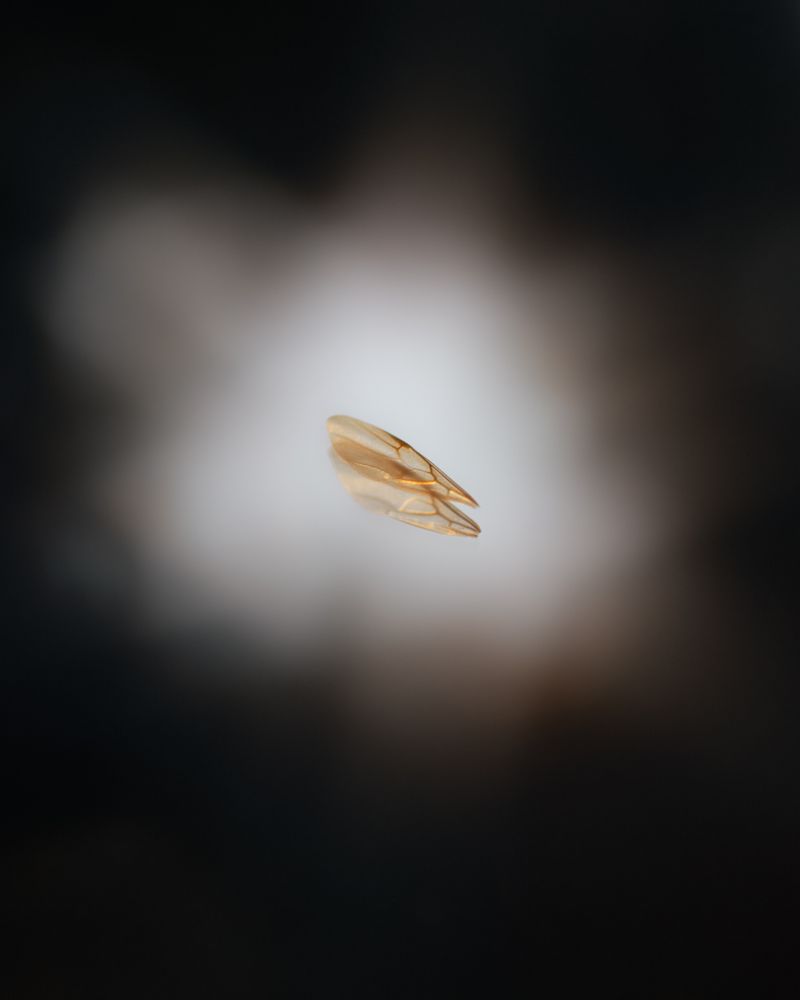 © Chiara Francesca Rizzuti - Image from the MYR photography project