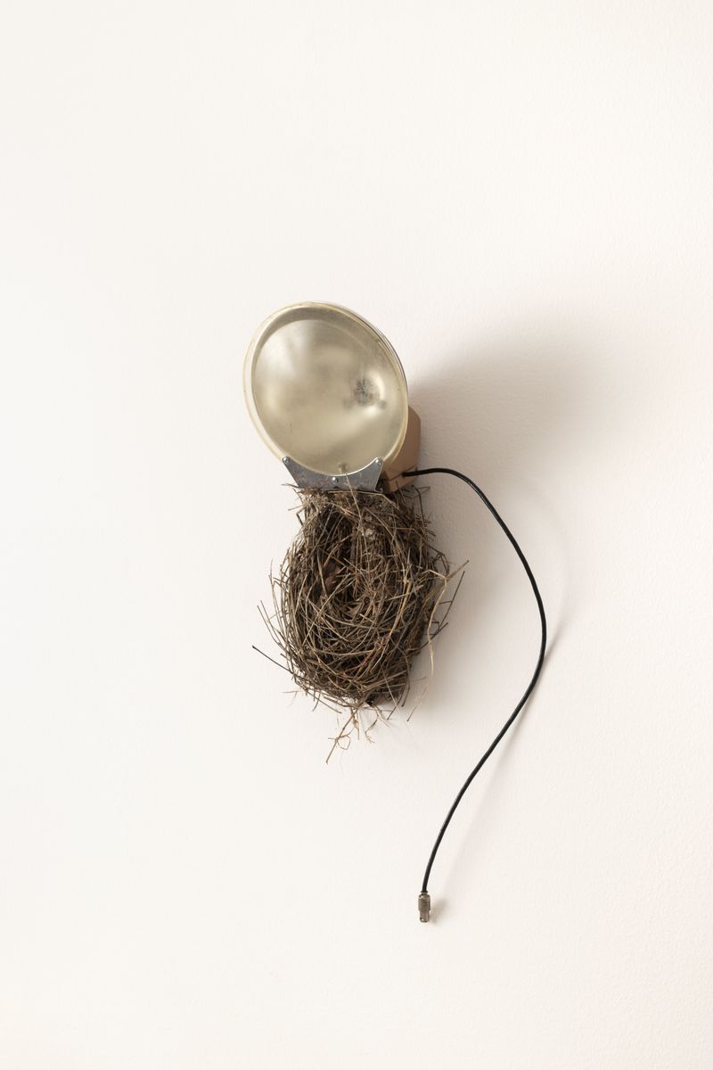 © CLARA DE TEZANOS - Bird Scandal in the Garden II, Objets trouvés