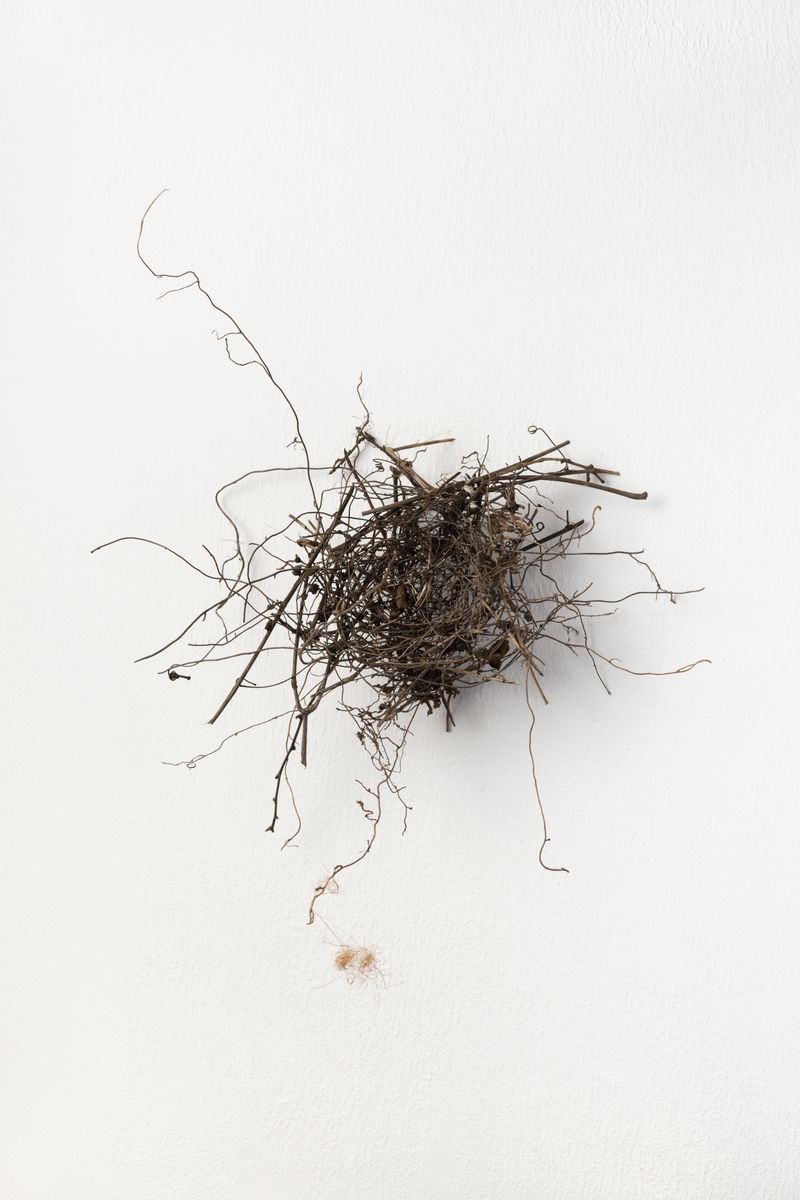 © CLARA DE TEZANOS - Seizing the sun, Objets trouvés