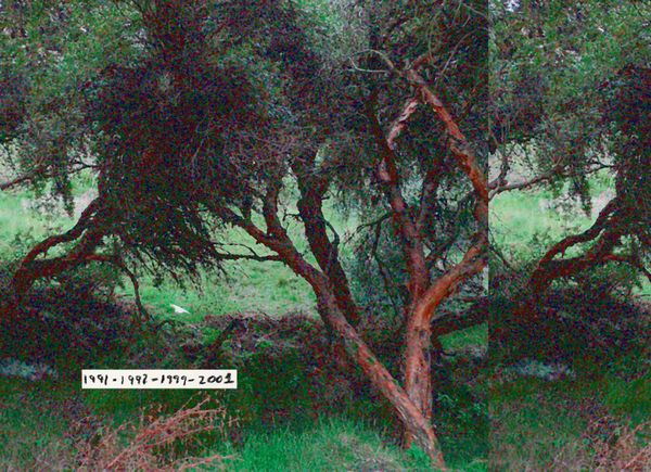 © carlos z. bermejo - Image from the Instinto/insecto photography project