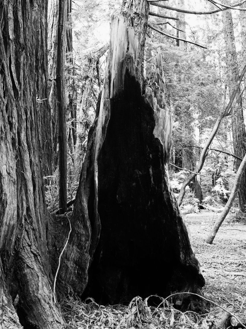 © Adam Thorman - 2025. VOID. A burned out tree in California.