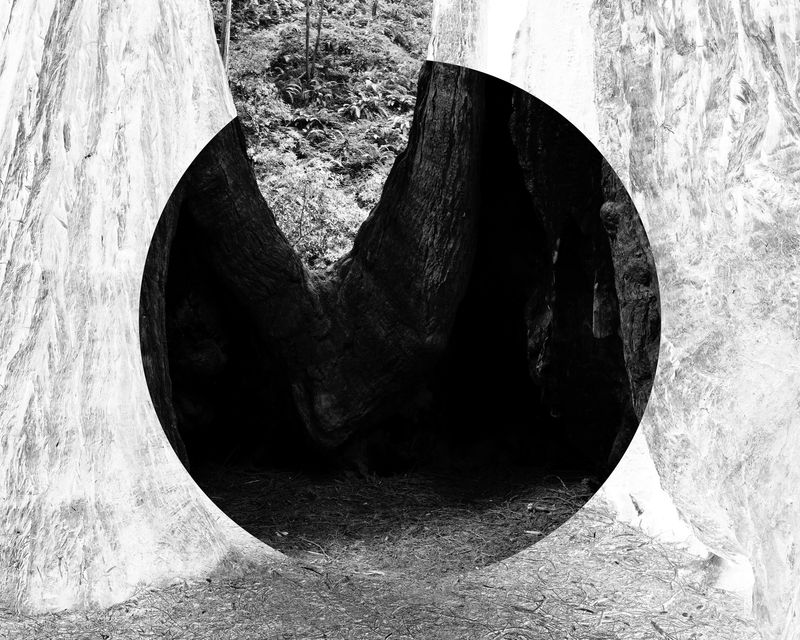 © Adam Thorman - 2025. VOID. A mostly circular reverse inversion of a burned out tree.