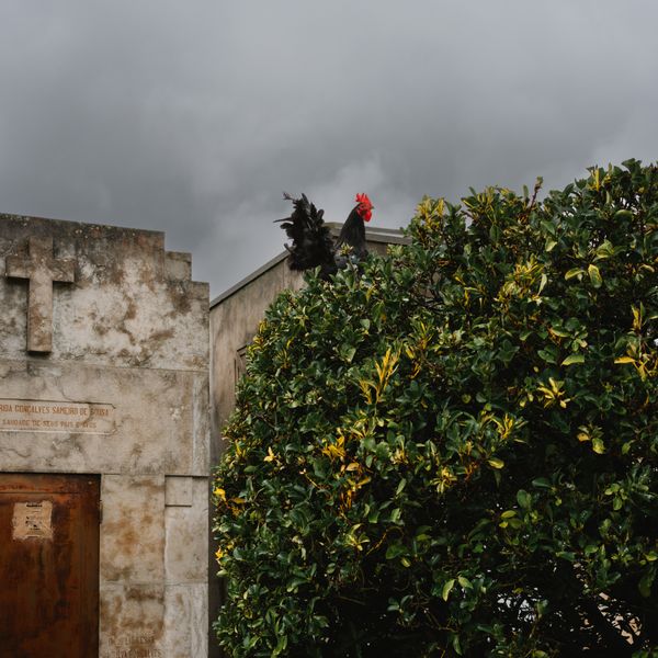 © Bárbara Monteiro - Rooster on a tree at a cemetery