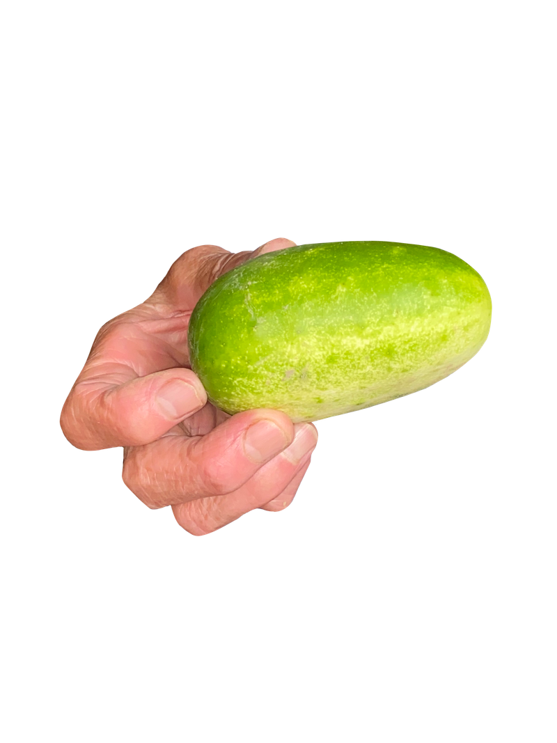© Lucija Rosc - My grandma's hand holding her homegrown cucumber.