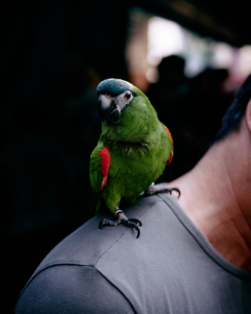 © Chung-wai Wong - A parrot with leg chains.