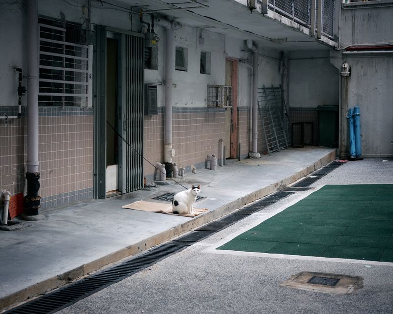 © Chung-wai Wong - A chained cat in a public housing courtyard.