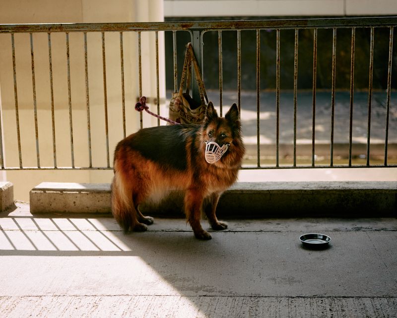 © Chung-wai Wong - A chained dog.