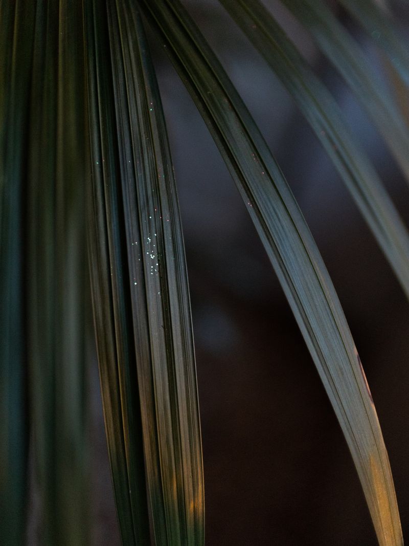 © Matteo Trevisan - Image from the We are still dreaming photography project