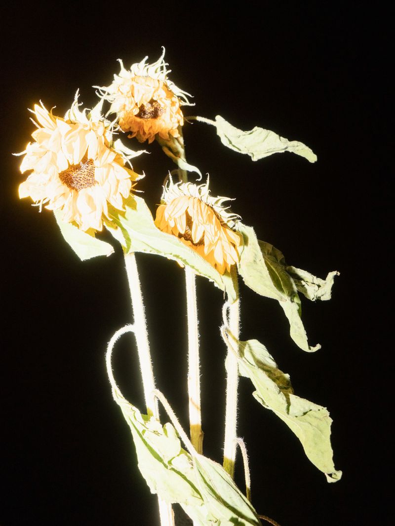 © Lisa Bertoldi - ©LisaBertoldi - Verso i girasolli, (rosso di sera, bel tempo si spera), from Tenersi stretto, 2022