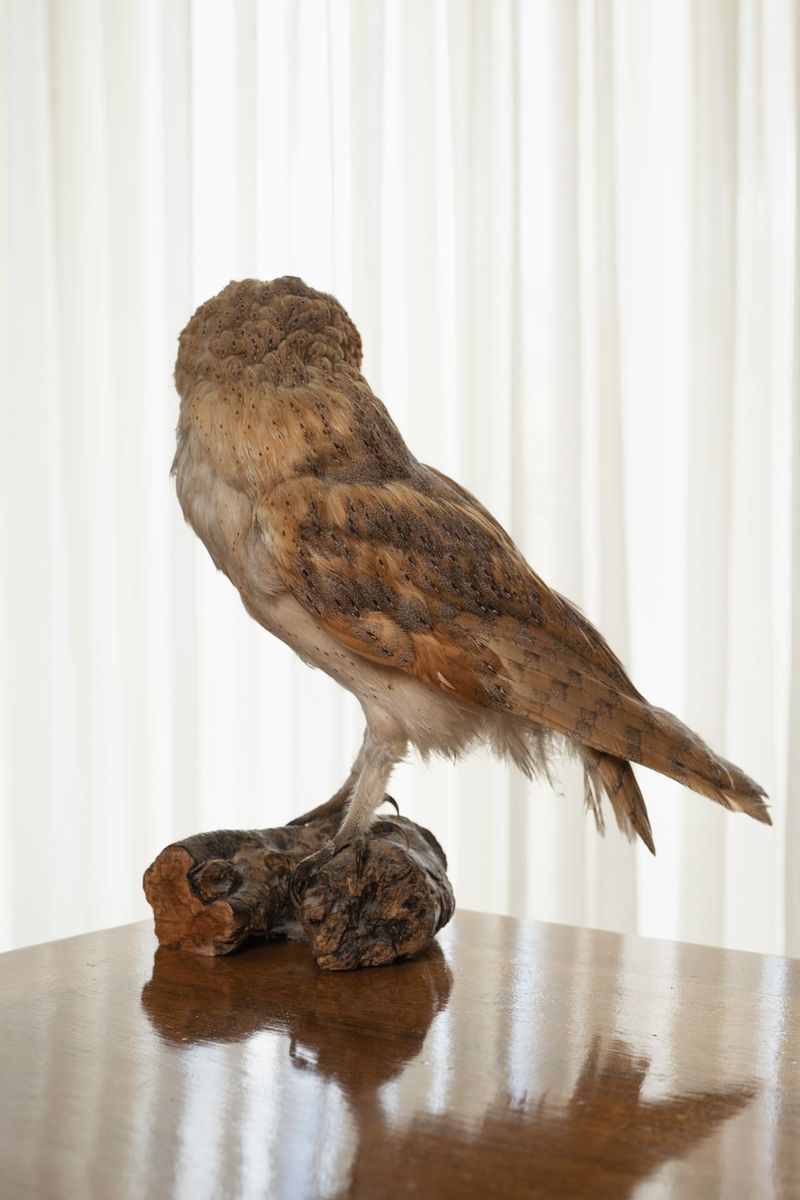 © Lisa Bertoldi - ©LisaBertoldi - Chouette, (testa dura), from Tenersi stretto, 2021