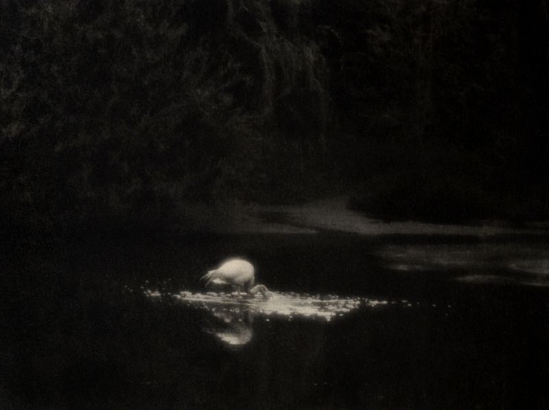 © Tomoko Nagakawa - Image from the I taste the blacklight photography project