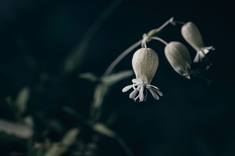 © Sue Vo-Ho - Silene cucubalus