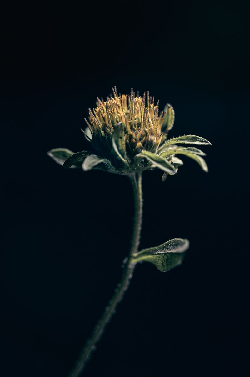 © Sue Vo-Ho - Bidens frondosa