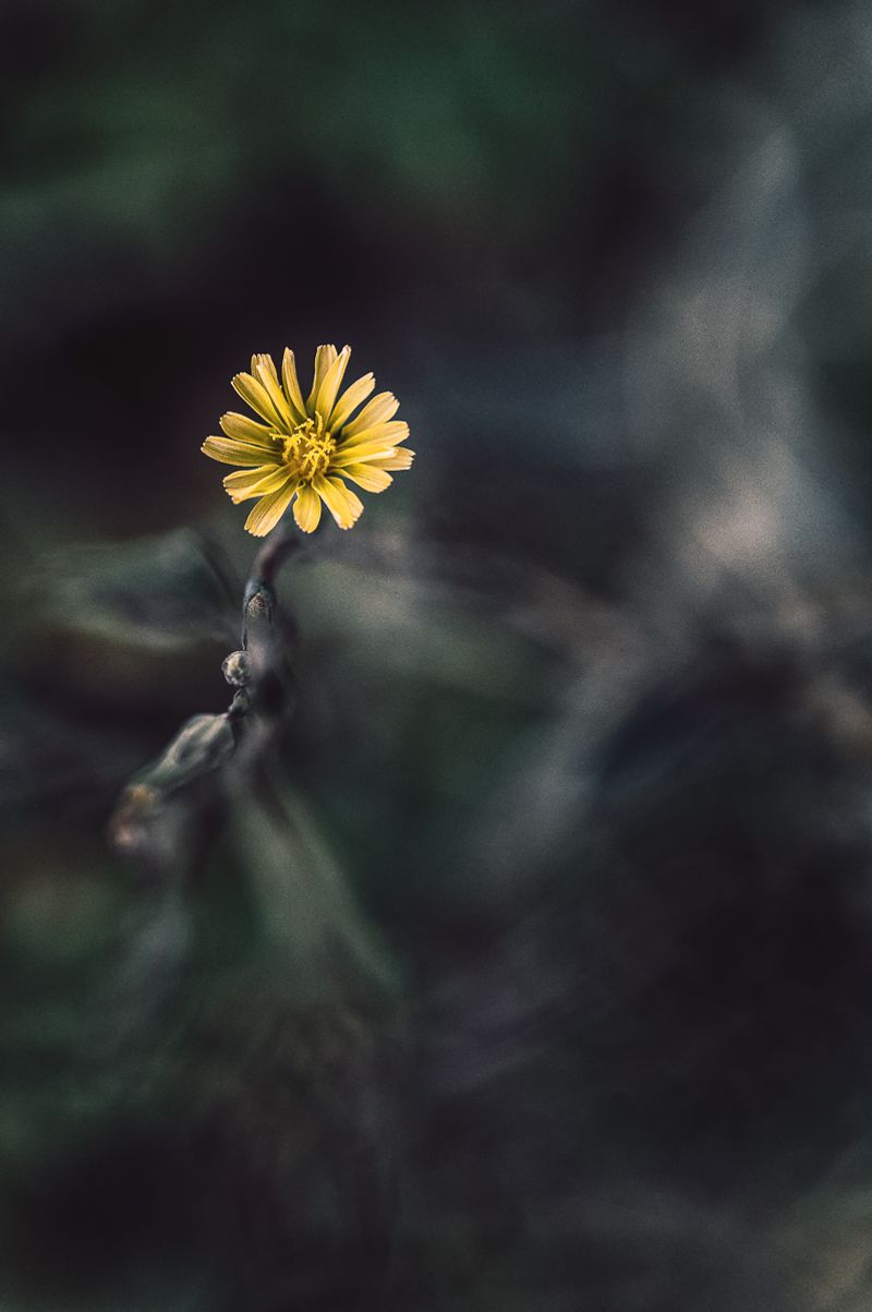 © Sue Vo-Ho - Lactuca serriola