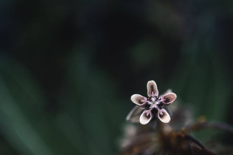© Sue Vo-Ho - Asclepias syriaca