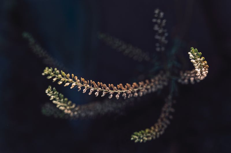 © Sue Vo-Ho - Lepidium virginicum