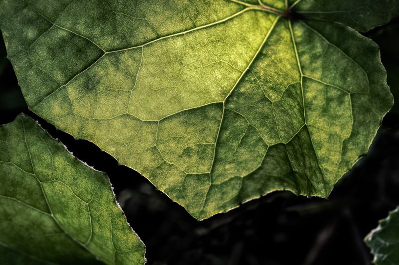 © Sue Vo-Ho - Tussilago farfara