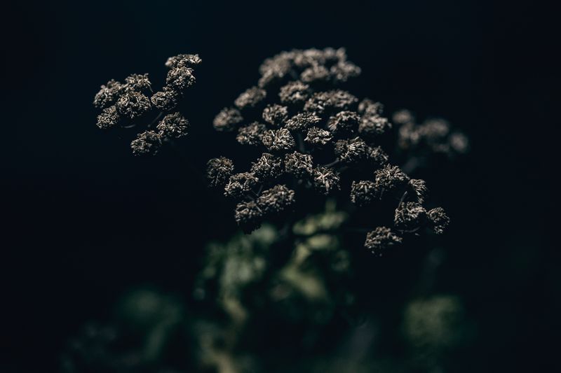 © Sue Vo-Ho - Tanacetum vulgare